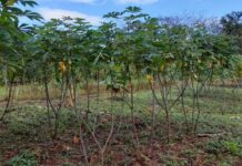 How to cultivate cassava as a student: a comprehensive guide for successful farming