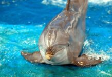 How to Register for JUPEB 2025 Exam at Adeleke University How to Register for JUPEB 2025 Exam at Adeleke University