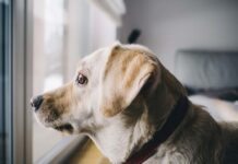 To process admission into Al-Hikmah University in Ilorin, Nigeria, follow these steps: