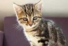 Admission into Kwara State University (KWASU) 2025